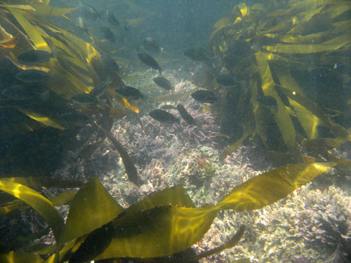 17-blackfish