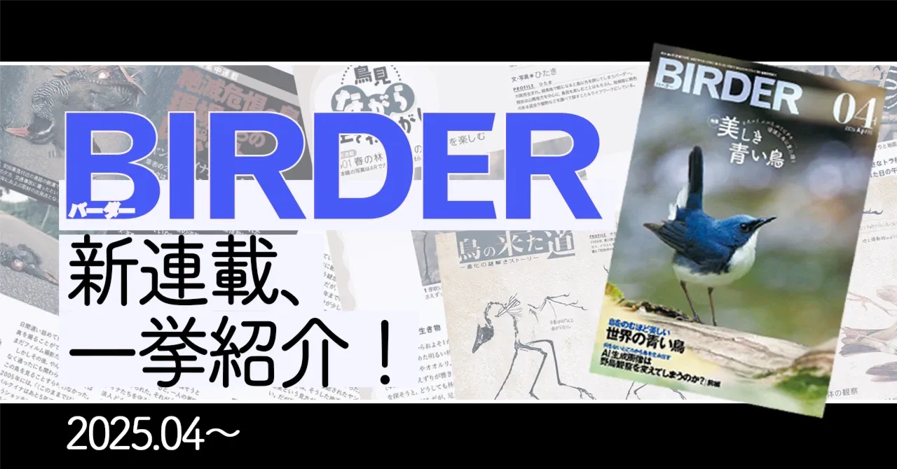 BIRDER4月号 新連載の見どころ