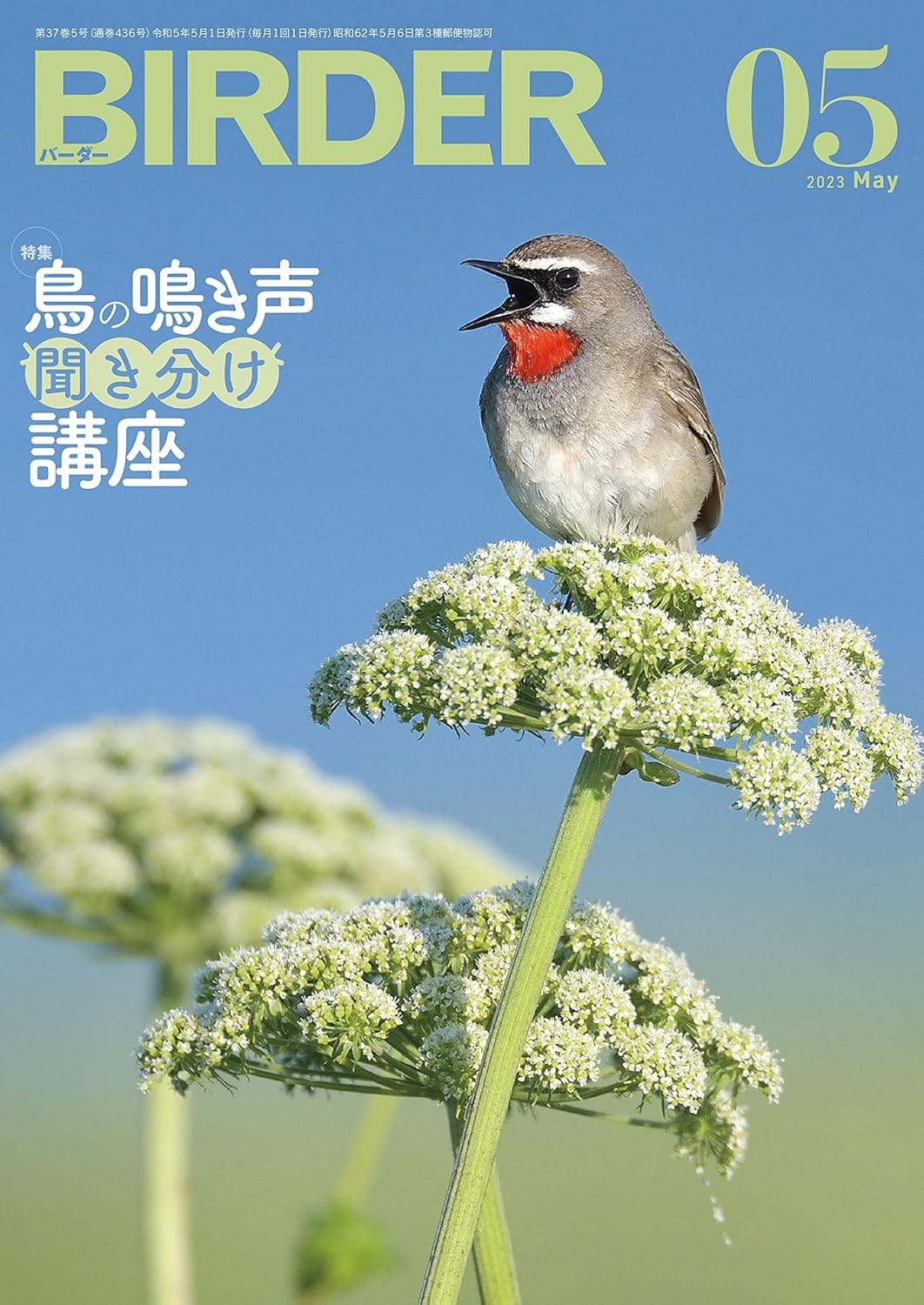 BIRDER（バーダー） 2023年5月号