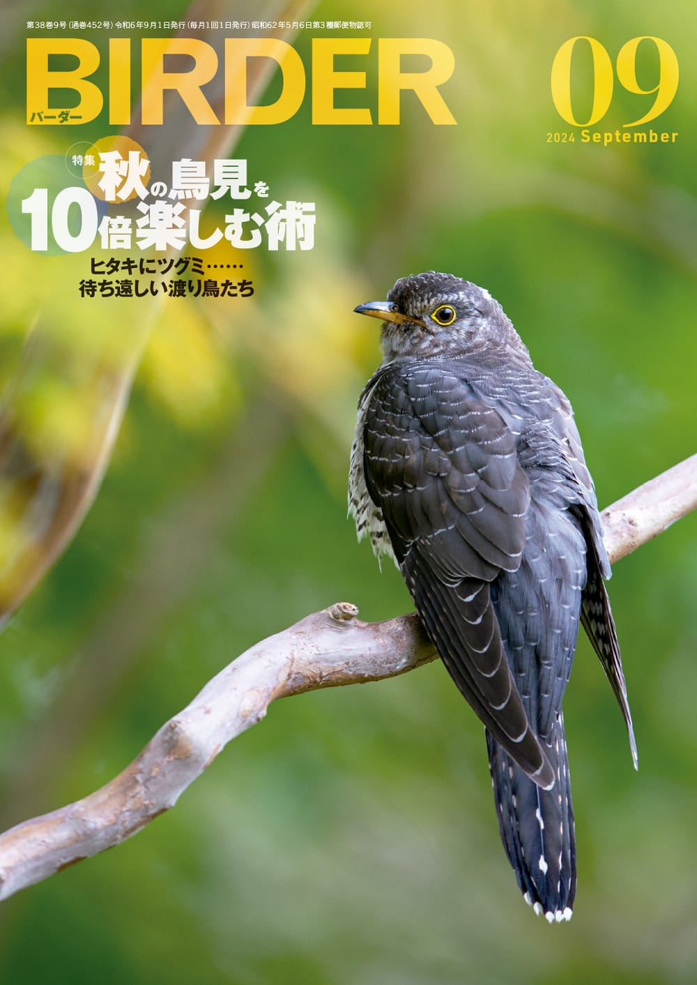 BIRDER（バーダー） 2024年9月号