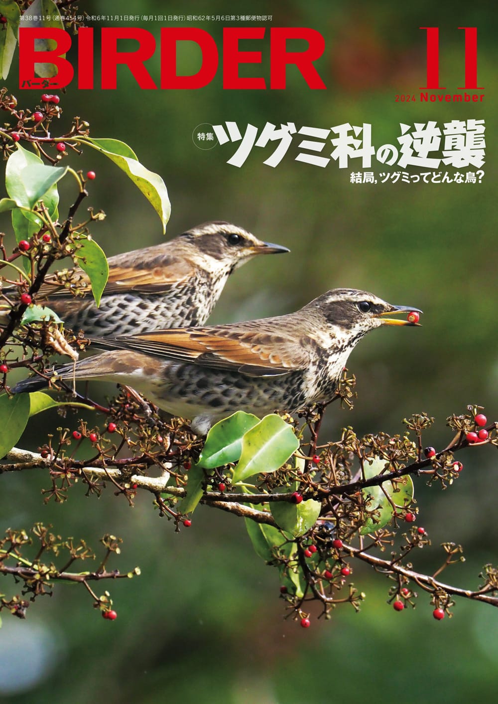 BIRDER（バーダー） 2024年11月号