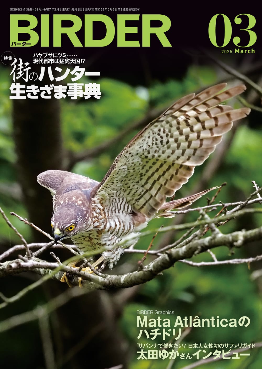 BIRDER（バーダー） 2025年3月号