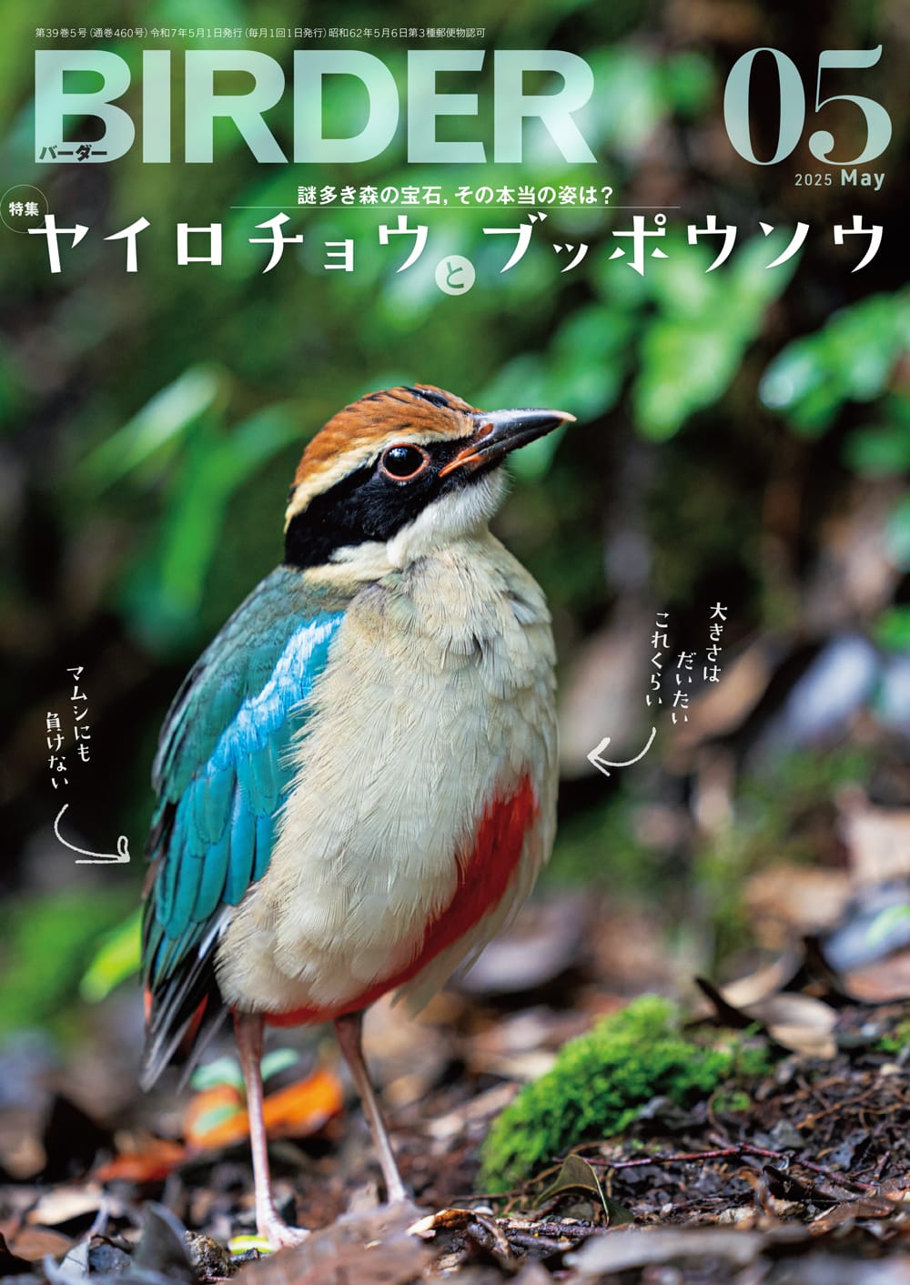 BIRDER（バーダー） 2025年5月号