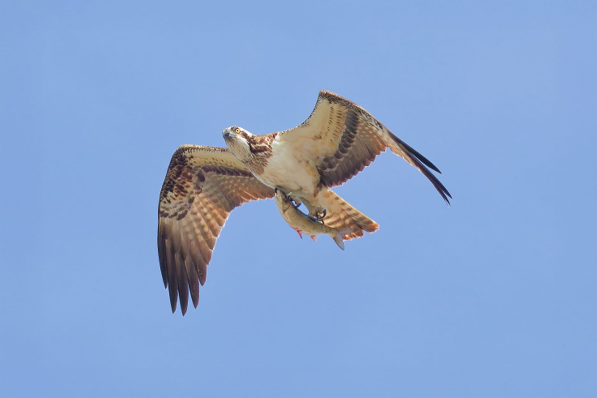 愛知県弥富野鳥園
