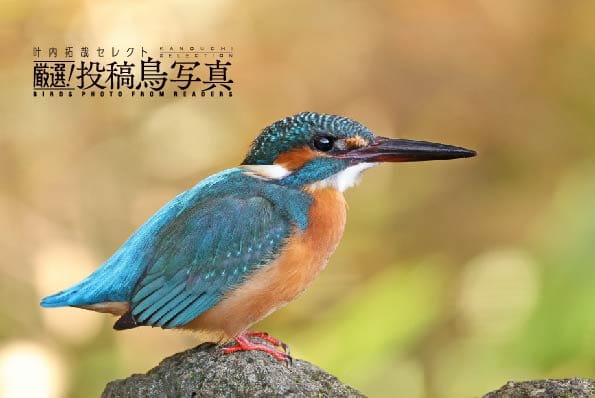 【叶内拓哉セレクト　厳選！投稿鳥写真】「冬の逆光」「鳥の暮らし」作品募集