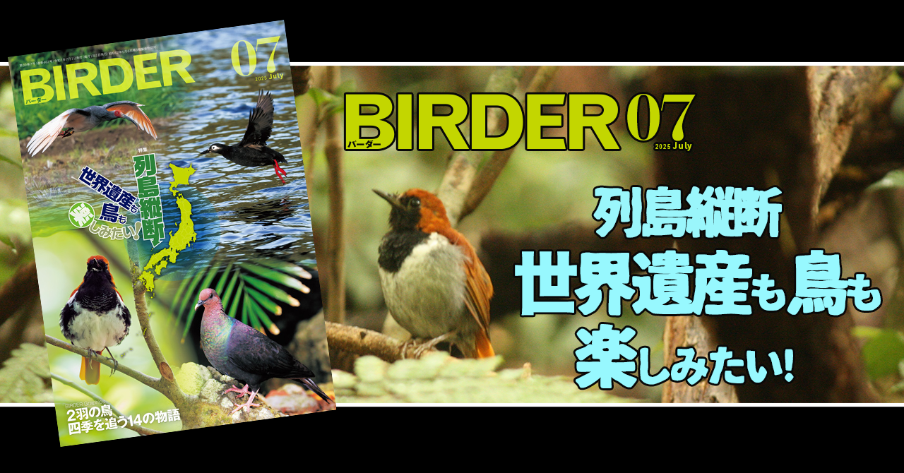 BIRDER7月号の見どころ