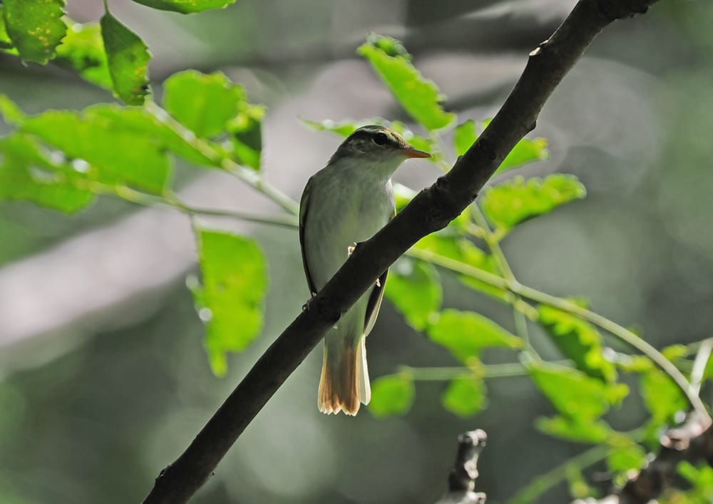 鳥の声を覚えよう