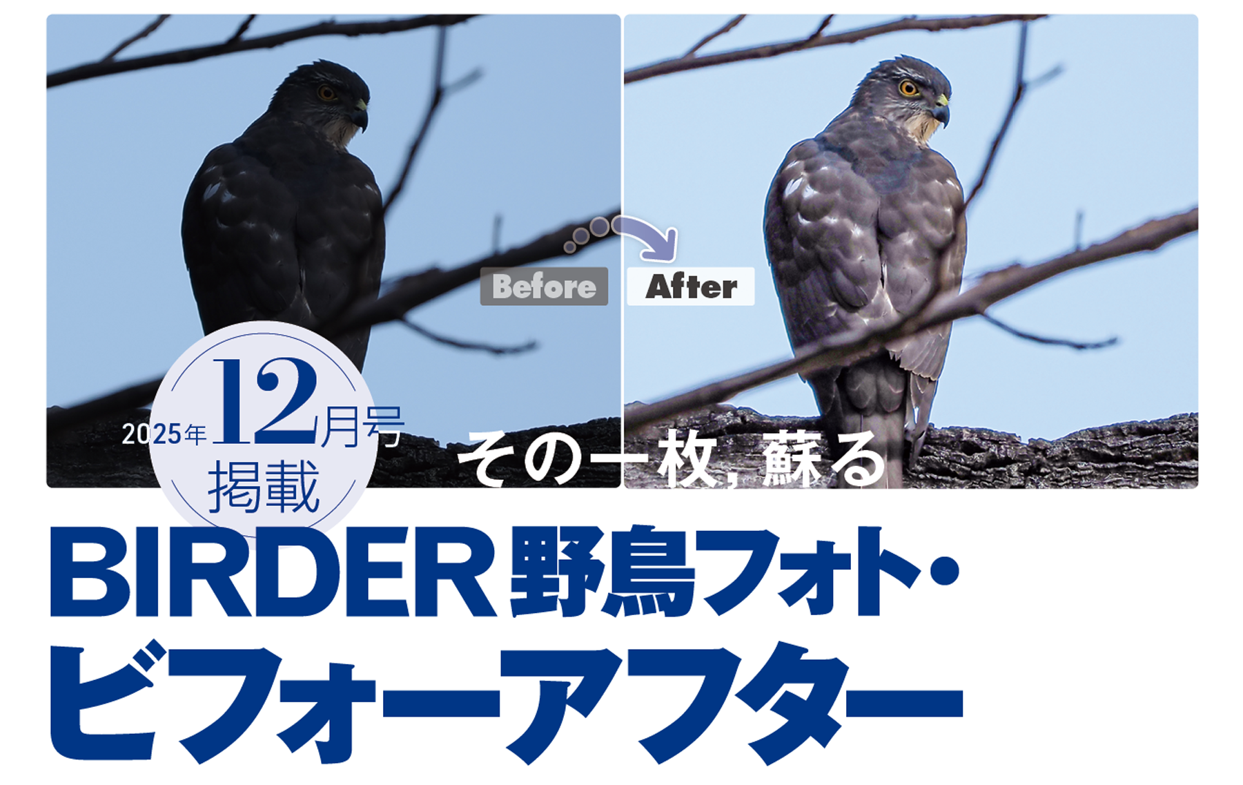その一枚、蘇る　BIRDER野鳥フォト・ビフォーアフター