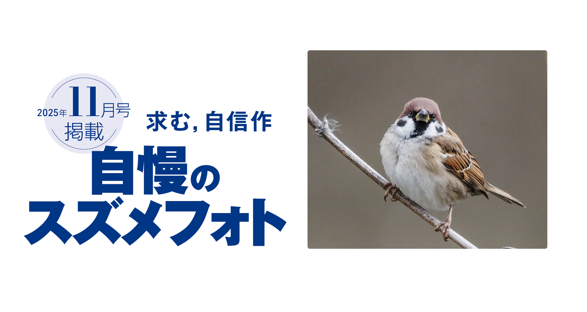 求む、自信作 自慢のスズメフォト