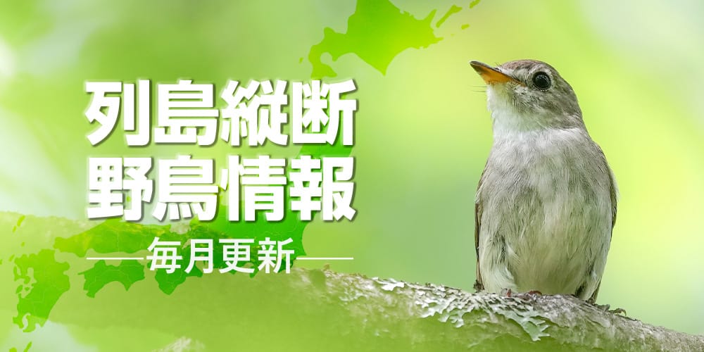 列島縦断野鳥情報