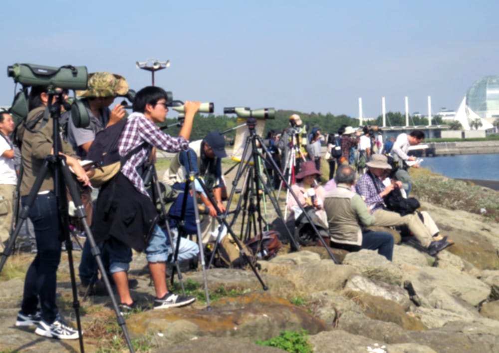 探鳥会に参加してみよう