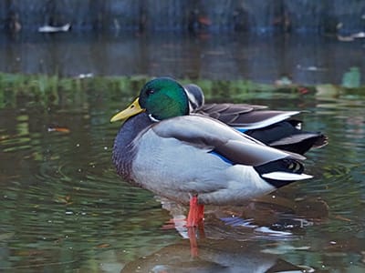 マガモ（オス）の写真