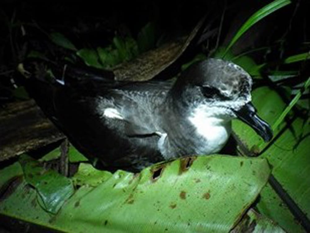 鳥は海から陸に肥料を運び、肥料は150年で流れ去る - 森林総合研究所（2025/6/2）