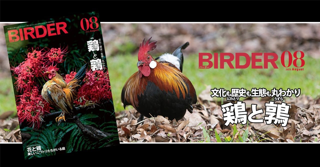 BIRDER8月号の見どころ