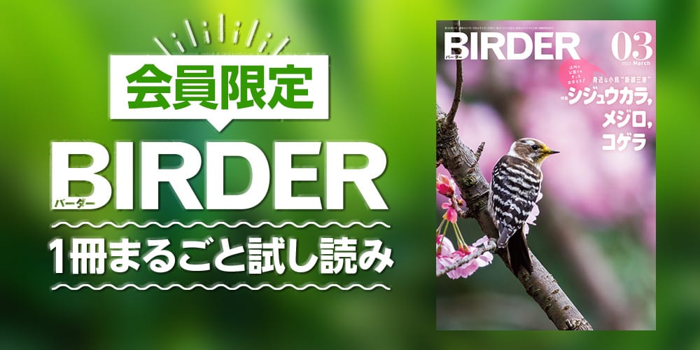 会員限定『BIRDER試し読み』