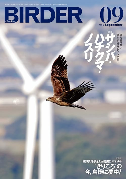 BIRDER9月号の見どころ