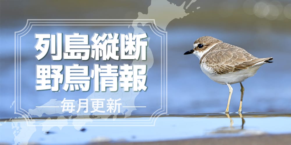 列島縦断野鳥情報（9/16更新）