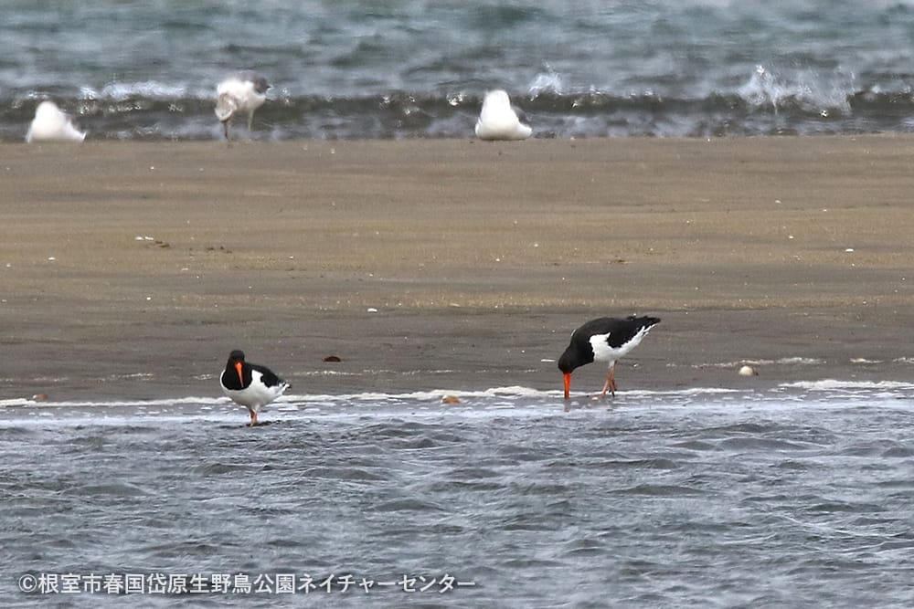 根室市春国岱原生野鳥公園ネイチャーセンター
