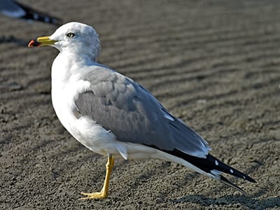 ウミネコの写真
