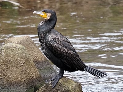 カワウの写真