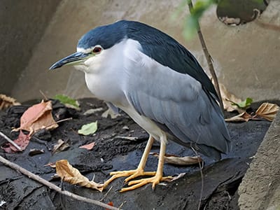 ゴイサギの成鳥の写真