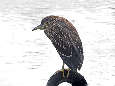 ゴイサギの幼鳥の写真