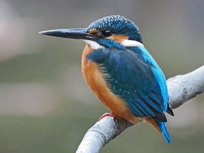 カワセミのオスの写真