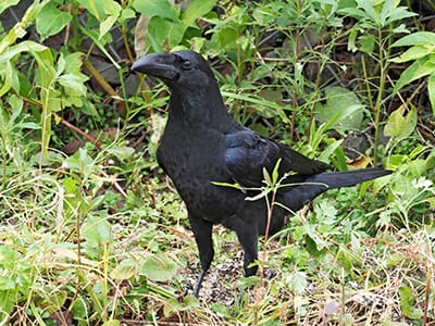 ハシブトガラスの写真