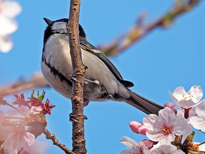 シジュウカラのメスの写真