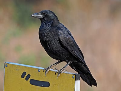 ハシボソガラスの写真