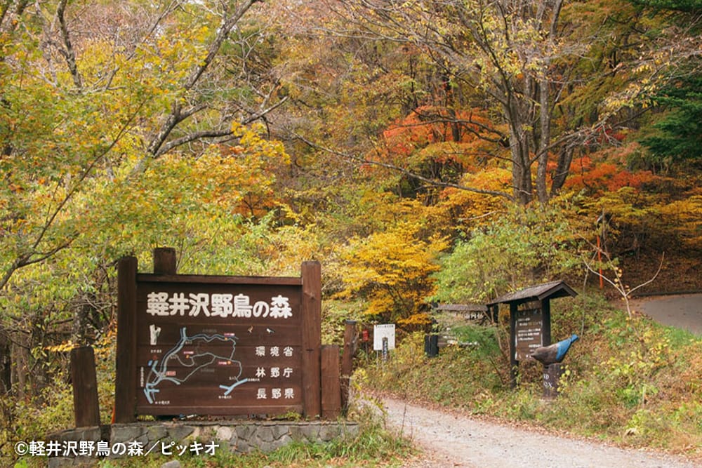 軽井沢野鳥の森 ピッキオビジターセンター
