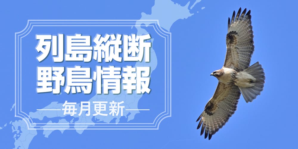 列島縦断野鳥情報（10/16更新）
