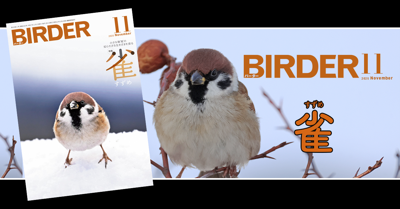 BIRDER11月号の見どころ