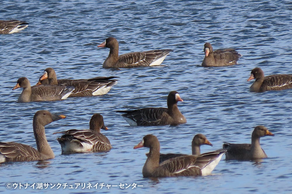 ウトナイ湖サンクチュアリネイチャーセンター