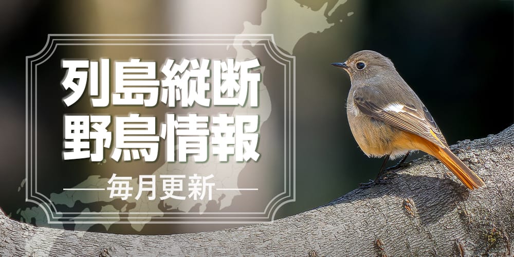 列島縦断野鳥情報