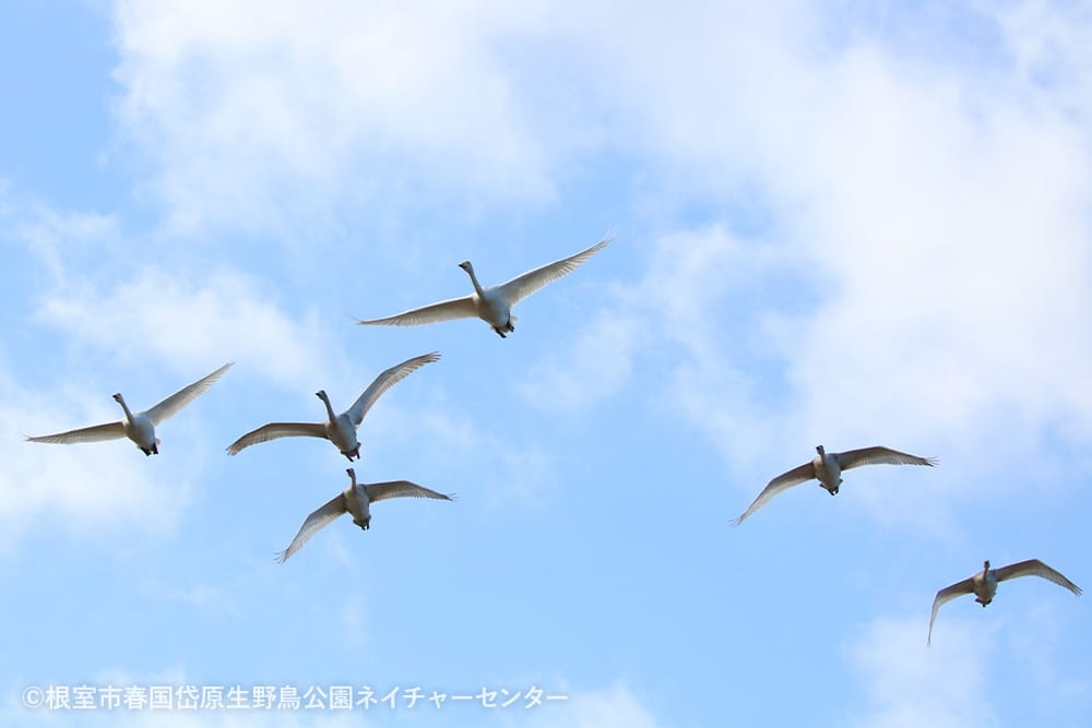 根室市春国岱原生野鳥公園ネイチャーセンター