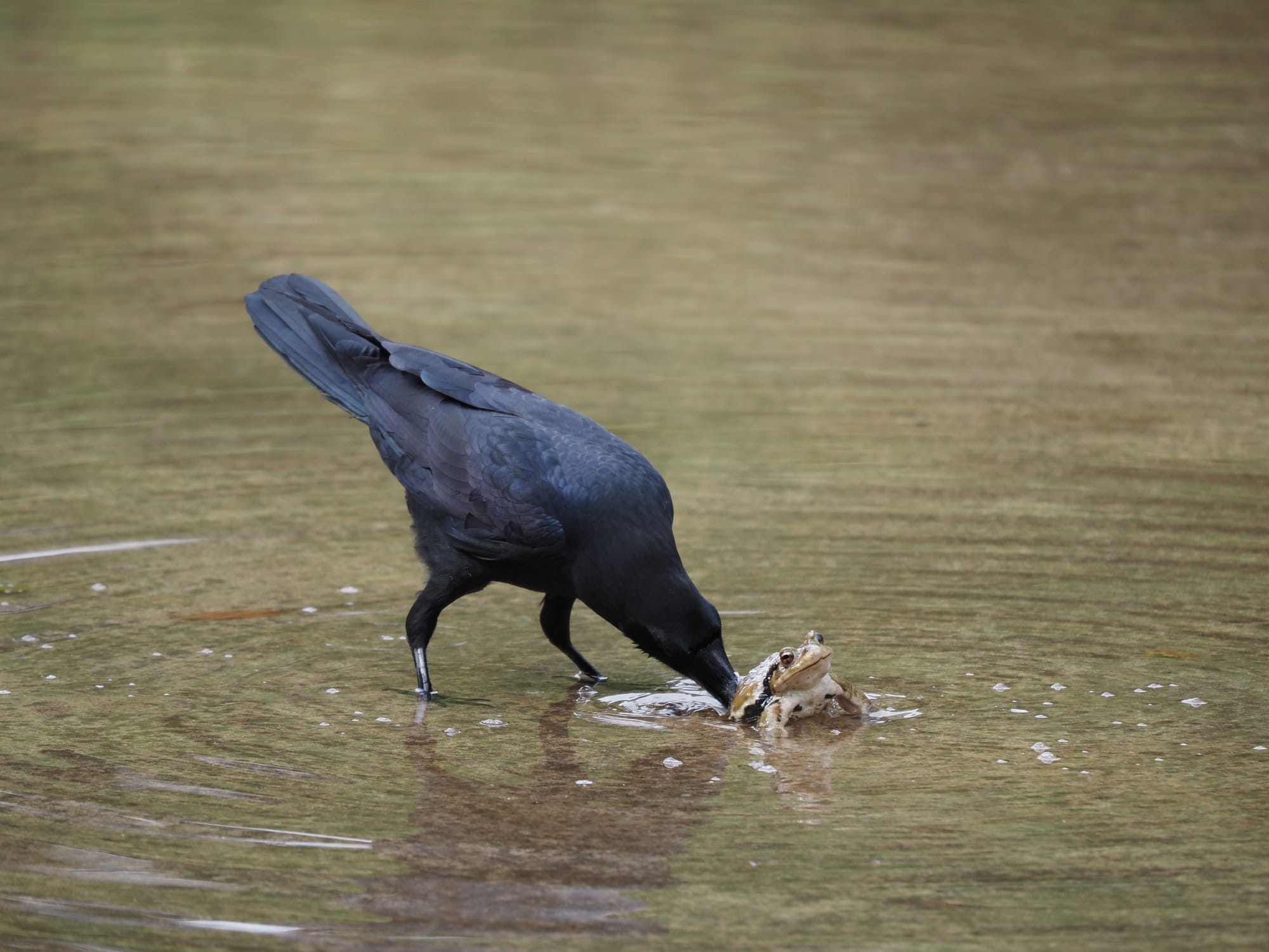 かっこいい・かわいい・ビックリ!　自慢のカラス写真／ 動画エピソード
