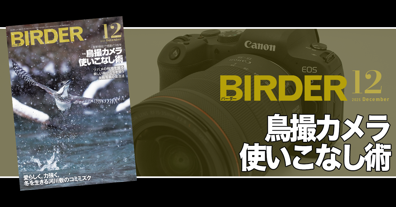 BIRDER12月号の見どころ