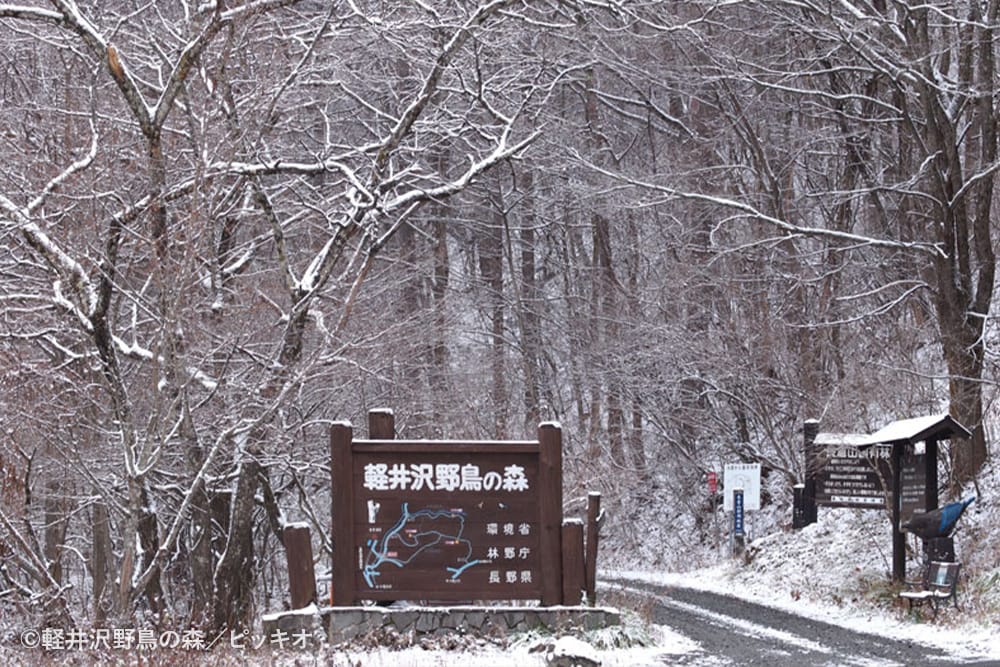 軽井沢野鳥の森 ピッキオビジターセンター