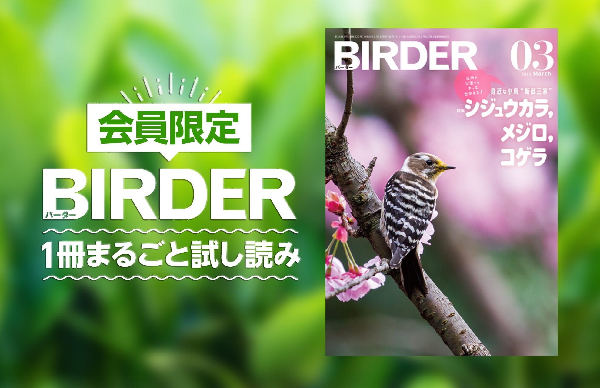 会員限定『BIRDER試し読み』