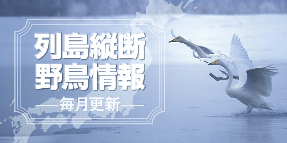 列島縦断野鳥情報（12/16更新）