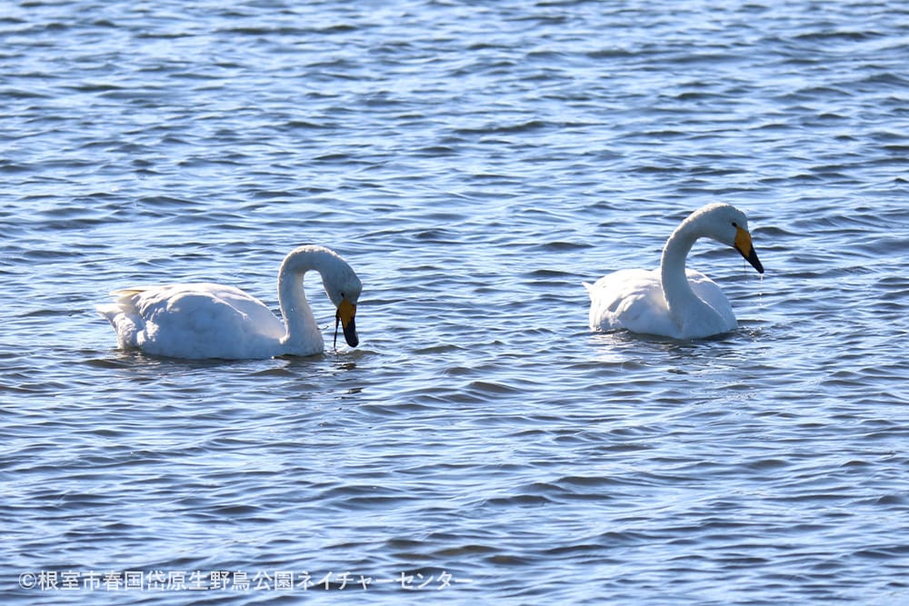 根室市春国岱原生野鳥公園ネイチャーセンター