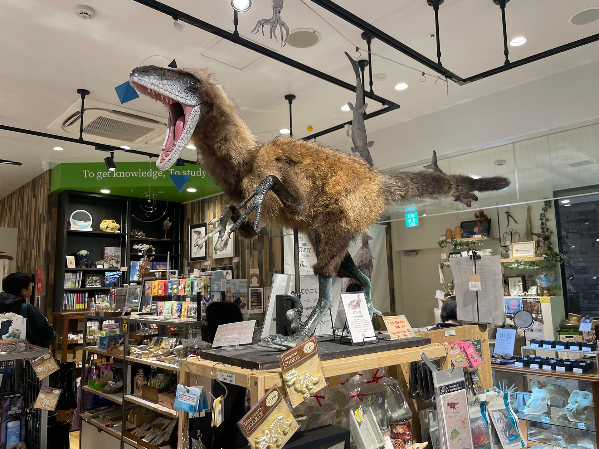 川口 敏「恐竜・鳥類イラスト原画展」- THE STUDY ROOM エキュート上野店