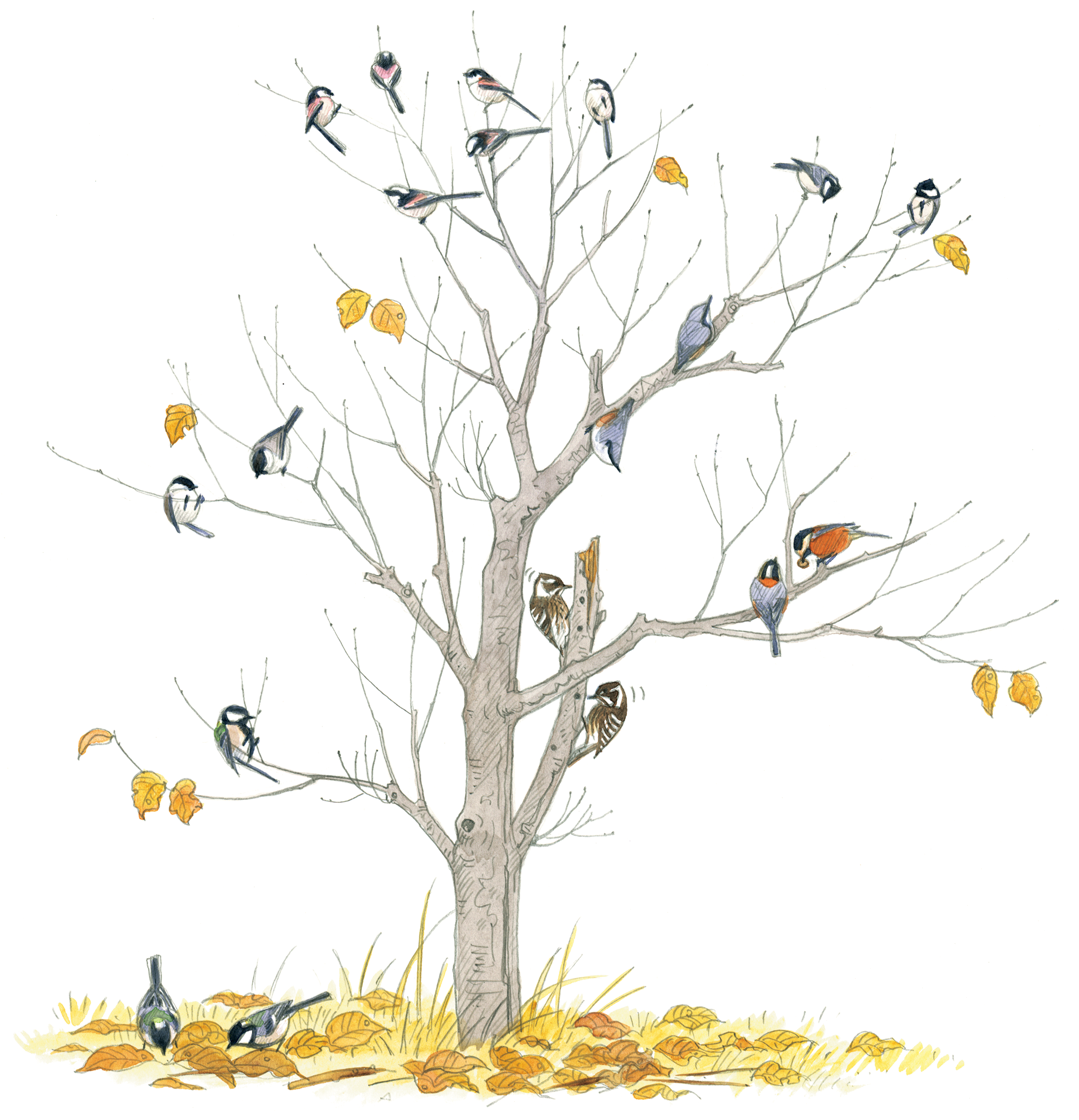 カラ類の混群 〜他種と群れる冬のカラ類〜【『BIRDER』2008年11月号掲載記事】