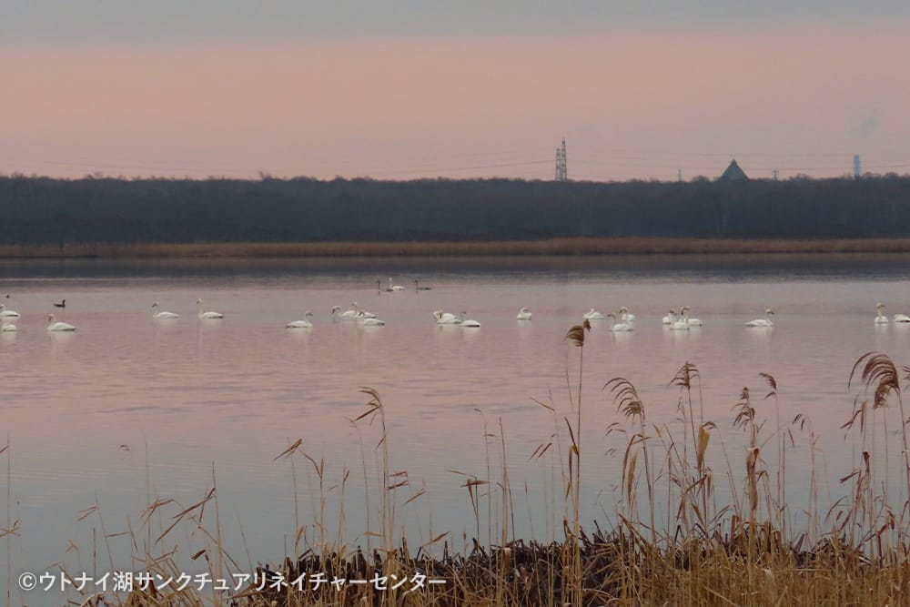 ウトナイ湖サンクチュアリネイチャーセンター