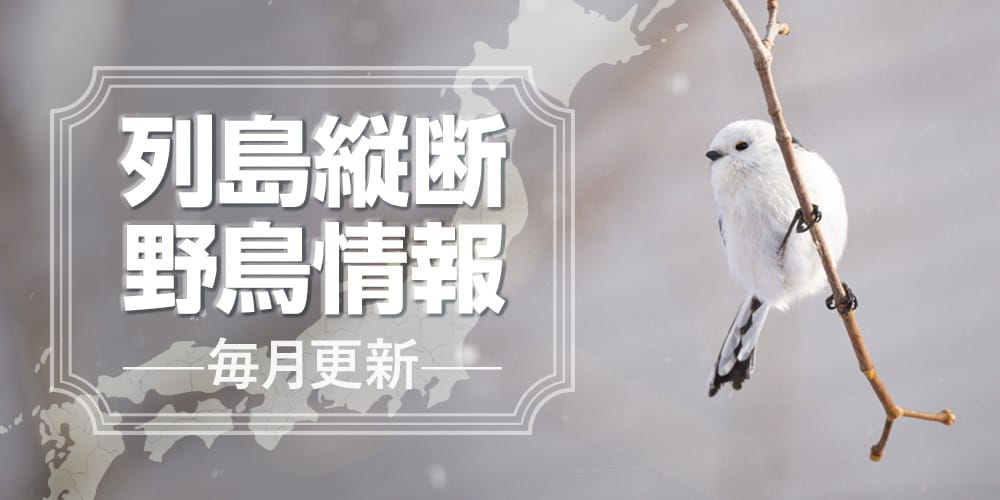 列島縦断野鳥情報