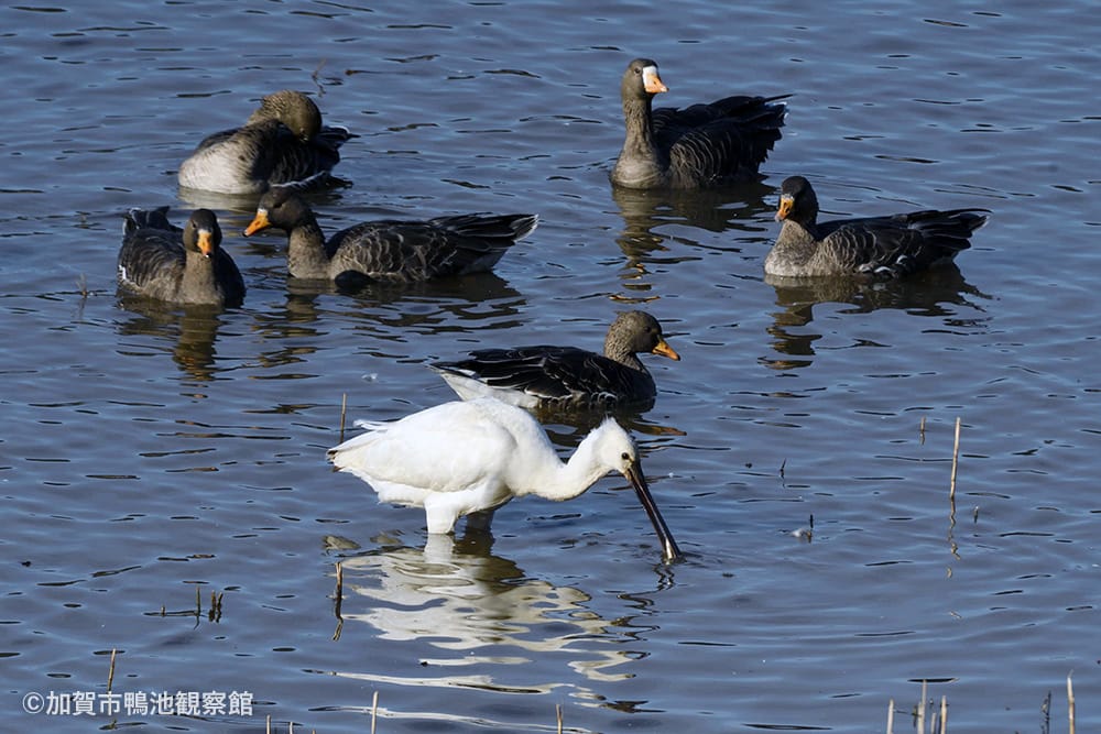 加賀市鴨池観察館