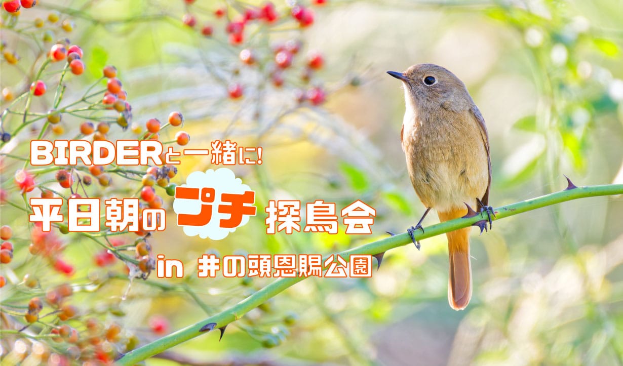 【参加者募集中】BIRDERと一緒に! 平日朝のプチ探鳥会　in井の頭恩賜公園