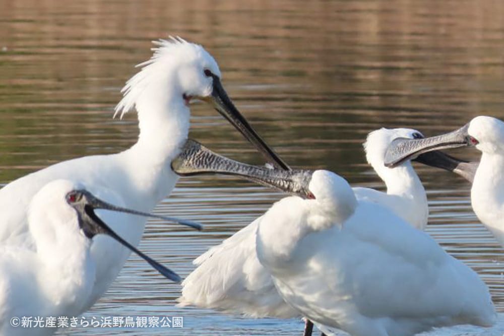 新光産業きらら浜野鳥観察公園