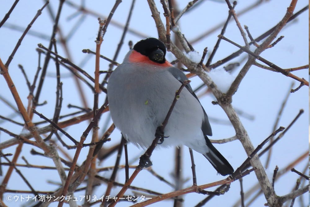 ウトナイ湖サンクチュアリネイチャーセンター